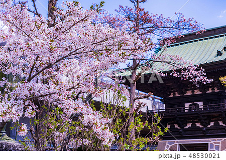 （山梨県）富士吉田市　大正寺境内　春 48530021