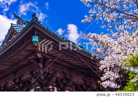 （山梨県）富士吉田市　大正寺境内　春 48530025