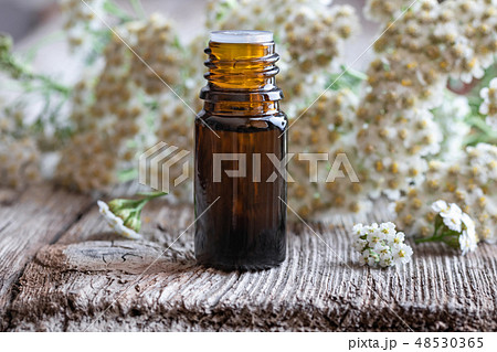 A bottle of yarrow essential oil with fresh yarrow 48530365
