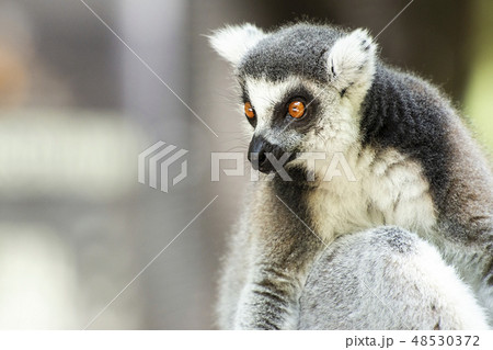 Lemur Lemur 48530372