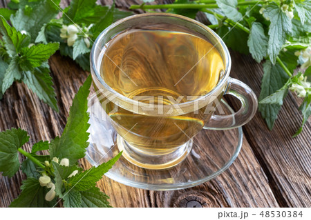 A cup of white dead-nettle tea with dead-nettles A cup of white dead-nettle tea with dead-nettles 48530384