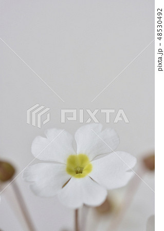 プリムラシネンシス 48530492