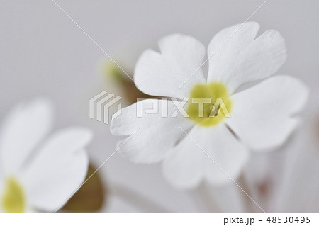 プリムラシネンシス プリムラシネンシス 48530495