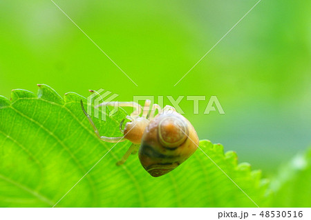 オオトリノフンダマシ オオトリノフンダマシ 48530516