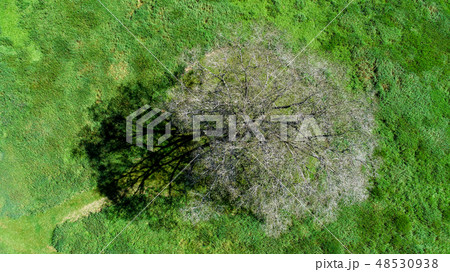 ハルニレの木の空撮 48530938