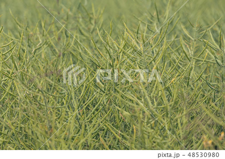 Unripe seeds of rape 48530980