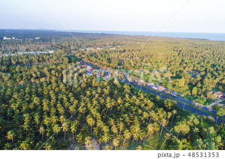 Aerial view road in deep coconut forest Aerial view road in deep coconut forest 48531353