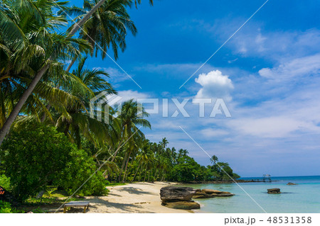 scene of beach with coconut palm tree blue sky scene of beach with coconut palm tree blue sky 48531358
