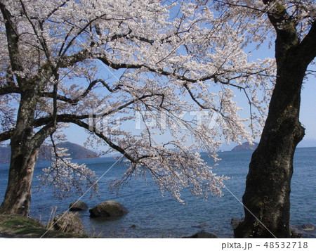 桜 桜 48532718