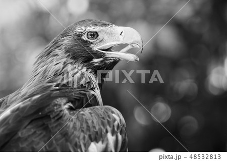 Wedge-tailed Eagle 48532813
