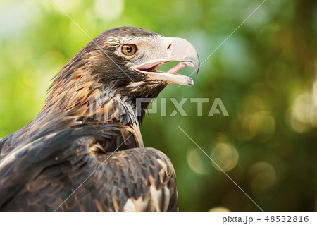 Wedge-tailed Eagle 48532816