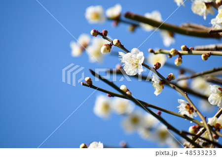 梅の花 梅の花 48533233