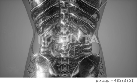 radiographic scan of homan skeletal bones radiographic scan of homan skeletal bones 48533351
