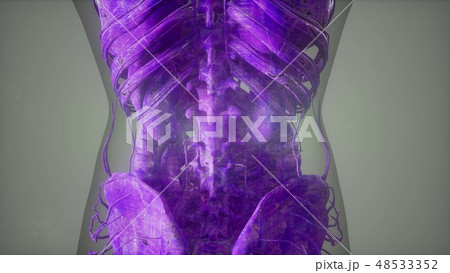 Complete close-up view of the Skeletal System 48533352