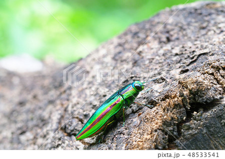 ヤマトタマムシ 48533541