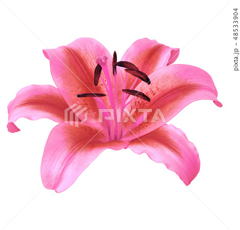 flower magenta red  lily isolated on white 48533904