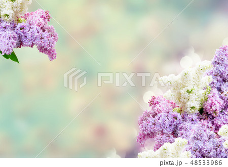 Fresh lilac flowers 48533986