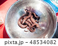 Octopus eating cooking sea food 48534082