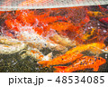Fish red Japanese carp koi in the net on the lake 48534085