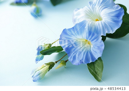 朝顔 朝顔 48534413