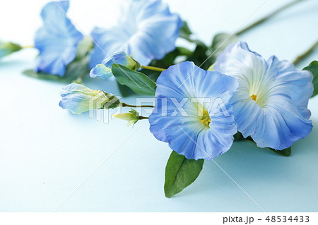 朝顔 48534433