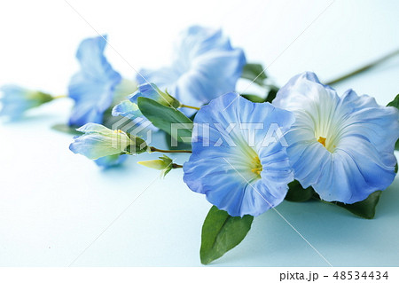 朝顔 48534434