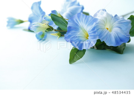 朝顔 48534435