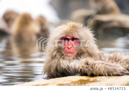 Japanese Snow monkey Japanese Snow monkey 48534723