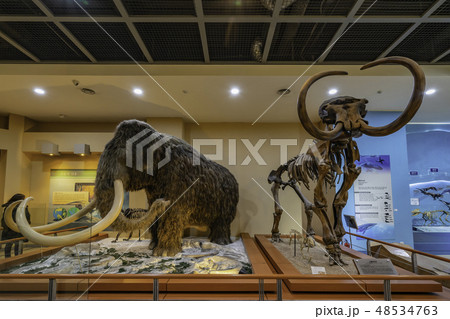 博物館 動物 自然史博物館 48534763