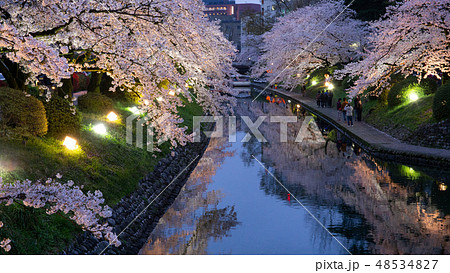 松川べりの夜桜 48534827