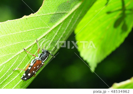 シラホシカミキリ 48534962