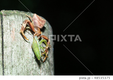 ガザミグモ（メス）がカメムシの幼虫を捕食 48535375