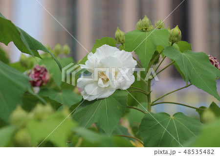 Close up of hibiscus mutabilis at park autumn 48535482