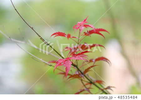 nature back ground at outdoor at park 48535484