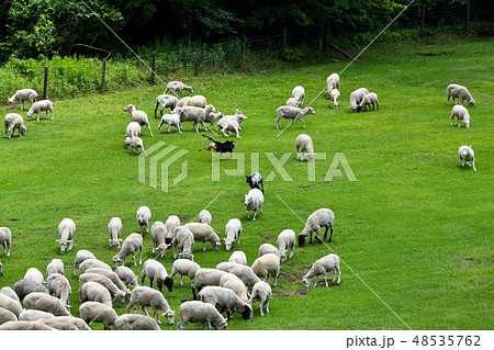 羊飼いのお仕事 牧羊犬と羊の群れの写真素材