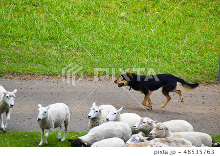 羊飼いのお仕事 牧羊犬と羊の群れの写真素材