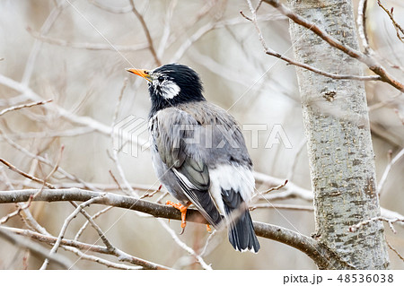 ムクドリ 48536038