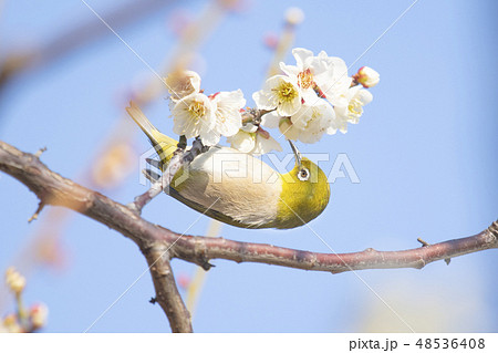 梅の花の花蜜を吸うメジロの写真素材