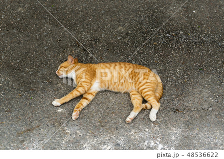Sleepy cat with white brown fur on floor 48536622