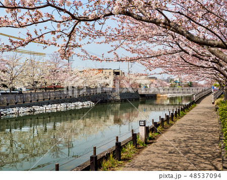 新川千本桜(東京都江戸川区) 48537094