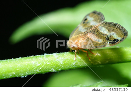 ベッコウハゴロモ 48537130