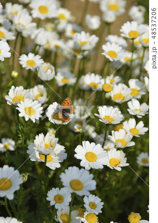 花と蝶 48537206