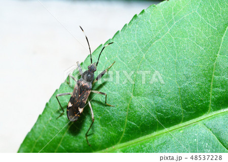 オオモンシロナガカメムシ オオモンシロナガカメムシ 48537228