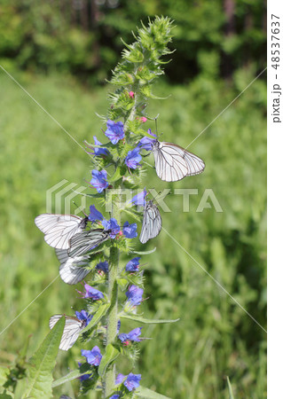 Cabbage butterfly  on a flower blue devil 48537637