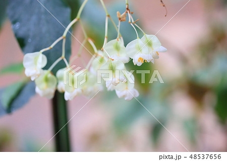 キダチベゴニアの花 48537656