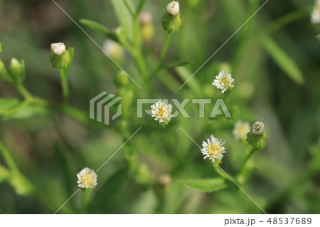 ヒメムカシヨモギの花 48537689