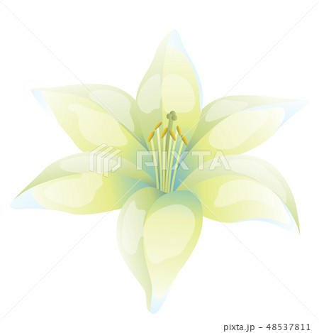 Illustration of beautiful lily on white background Illustration of beautiful lily on white background 48537811