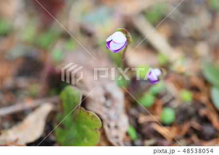 オオミスミソウの花 オオミスミソウの花 48538054