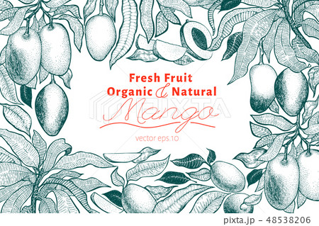 Mango tree vintage design template.  48538206
