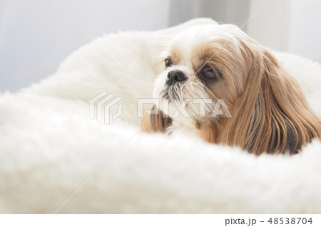 シーズー シーズー 48538704